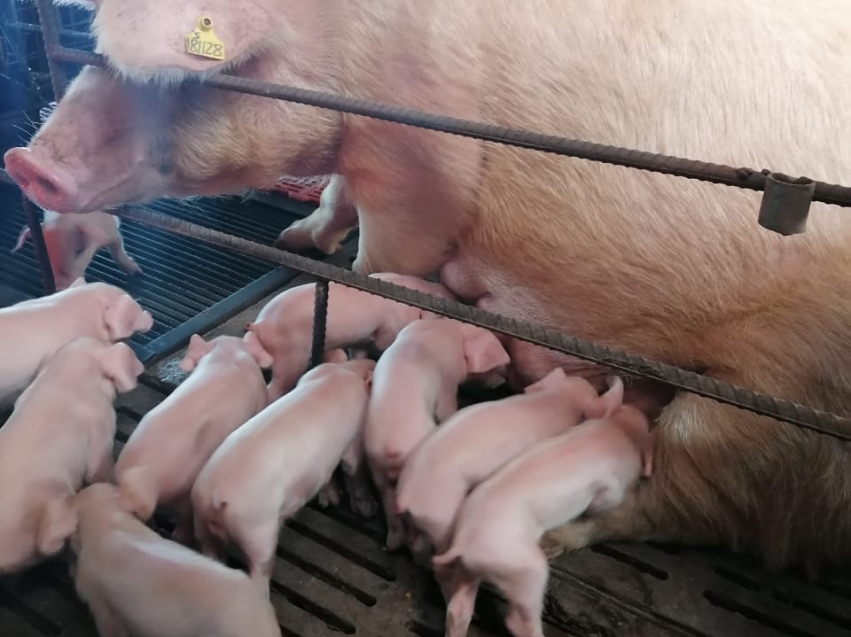 Ветеринары начали плановую вакцинацию на свиноферме в Улетовском районе